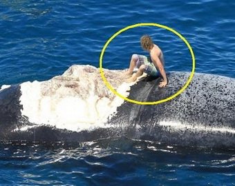 Экстремал попытался реанимировать мертвого кита