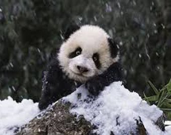 Снег развеселил китайскую панду