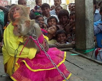В Индии устроили пышную свадьбу мартышкам