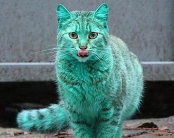 В Болгарии обнаружили зеленого кота