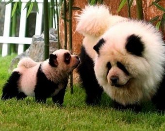 Итальянские циркачи выдали раскрашенных собак за панд