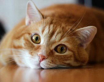 Бродячий кот съел деликатесы на 60 тысяч рублей