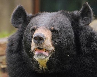 В национальном парке засняли «танцующего» медведя