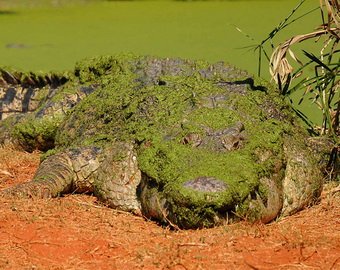 В Бангладеш до смерти закормили священного крокодила