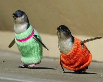 Самый старый австралиец целый год вязал свитера для пингвинов