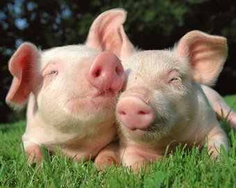 Китайцев наградят за хорошую работу живыми свиньями