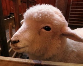 В Сеуле открылось кафе с овцами