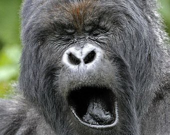 Пьяная горилла до смерти напугала фотографа