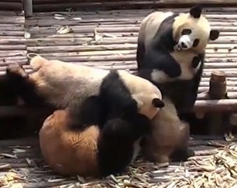Панды устроили массовую драку в китайском заповеднике