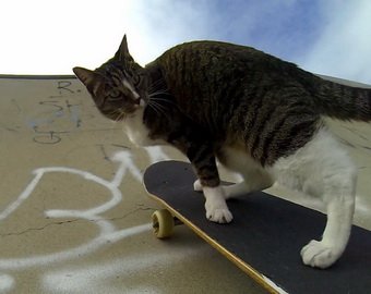 Кошка-скейтбордистка показала новые трюки