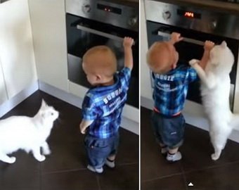 Кот спас малыша от духовки