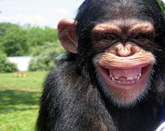 Шимпанзе в зоопарке сбил беспилотник