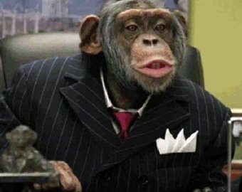 Суд наделил пару шимпанзе правами человека
