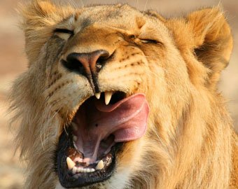 Радость льва, впервые попавшего на волю, засняли на видео