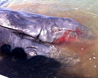 В США на пляж выбросило китов — сиамских близнецов