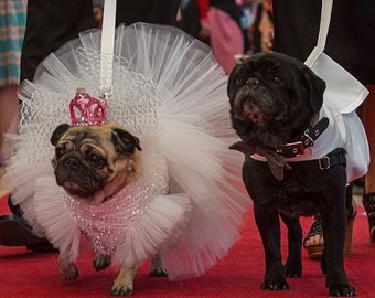 Собаке купили свадебное платье за 1,6 тысячи долларов