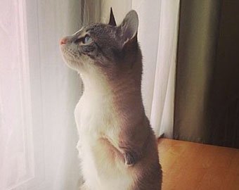 Кошка с двумя лапами стала звездой Instagram
