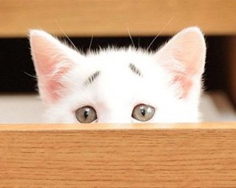 "Удивленный" котенок стал новой звездой Интернета
