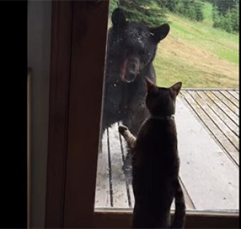 Домашняя кошка прогнала медведя от дома