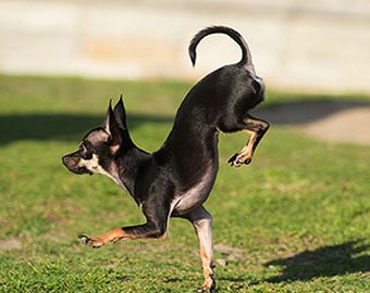 Американская собака стала рекордсменкой по бегу на передних лапах