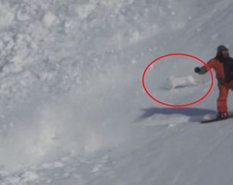 Заяц-счастливчик, выскочивший из снежной лавины, стал звездой интернета