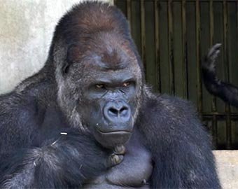 Японки назвали самого красивого самца гориллы в мире