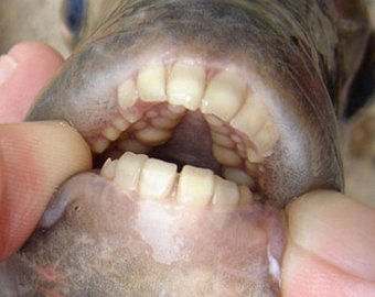 Рыбаки поймали рыбу с человеческими зубами, охотившуюся на мужчин