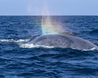 Горбатый кит "выдул" радугу
