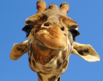 Селфи со смеющимся жирафом покорило интернет-пользователей