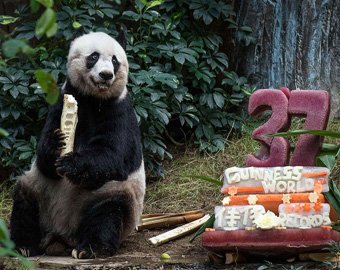 Самая старая панда отметила 37-й день рождения