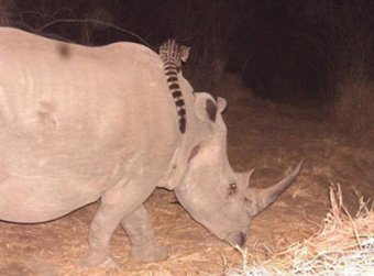 Ученые сняли на видео оседлавшую носорога генетту