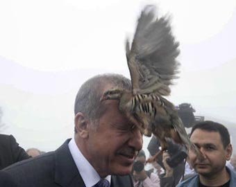На президента Турции набросились куропатки