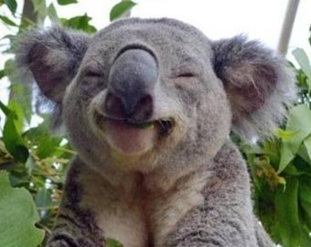 В Австралии коала напала на квадроцикл