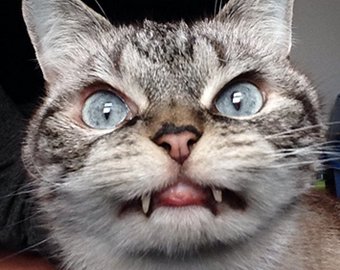 Новой звездой Instagram стала кошка-вампир