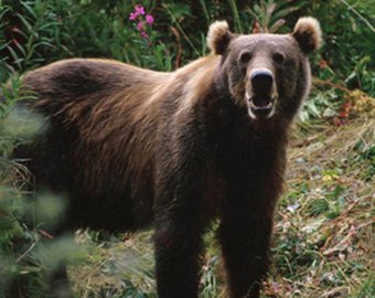 Туристы прогнали медведя, напугав его пением
