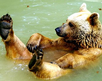 Медведица с медвежатами искупались в бассейне
