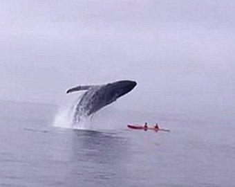 Британцы чудом выжили, когда кит обрушился прямо на их лодку