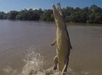 Полет крокодила за мясом сняли на камеру