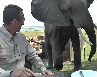 Слон наказал туристов за то, что его не пригласили к столу