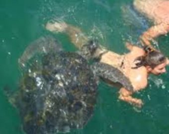 Девушку арестовали за катание на морской черепахе