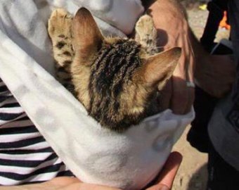 Cирийский беженец приплыл в Грецию с любимым котенком