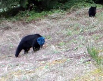 Трезвый фотограф встретил медведицу с синей головой
