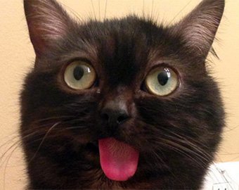 Кот с хронически высунутым языком стал звездой Instagram