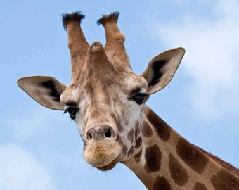 Ученые объяснили, почему у жирафа такая шея