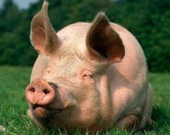 Свинья сбежала из багажника авто на полном ходу