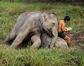 В Таиланде слон разнял дерущихся мужчин