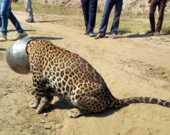 В Индии спасли леопарда, застрявшего в бидоне