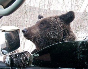 В США медведь забрался в автомобиль, чтобы посигналить