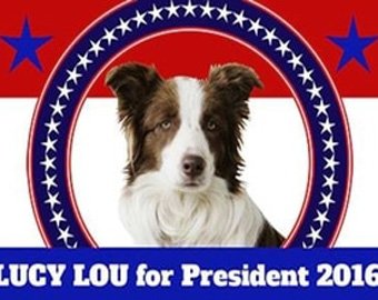 Собака-мэр рассказала о своих планах на посту главы США