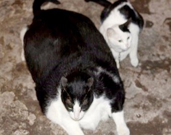 Самый толстый кот живет во Вьетнаме